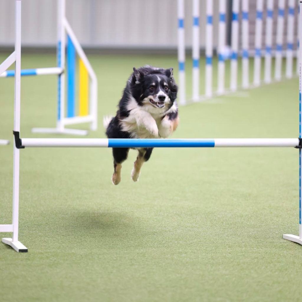 Omnidogs - Agility Course Analysis Workshop (3)