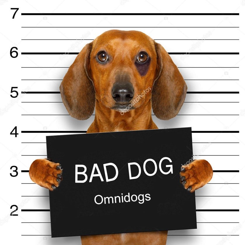 bad-dog-3